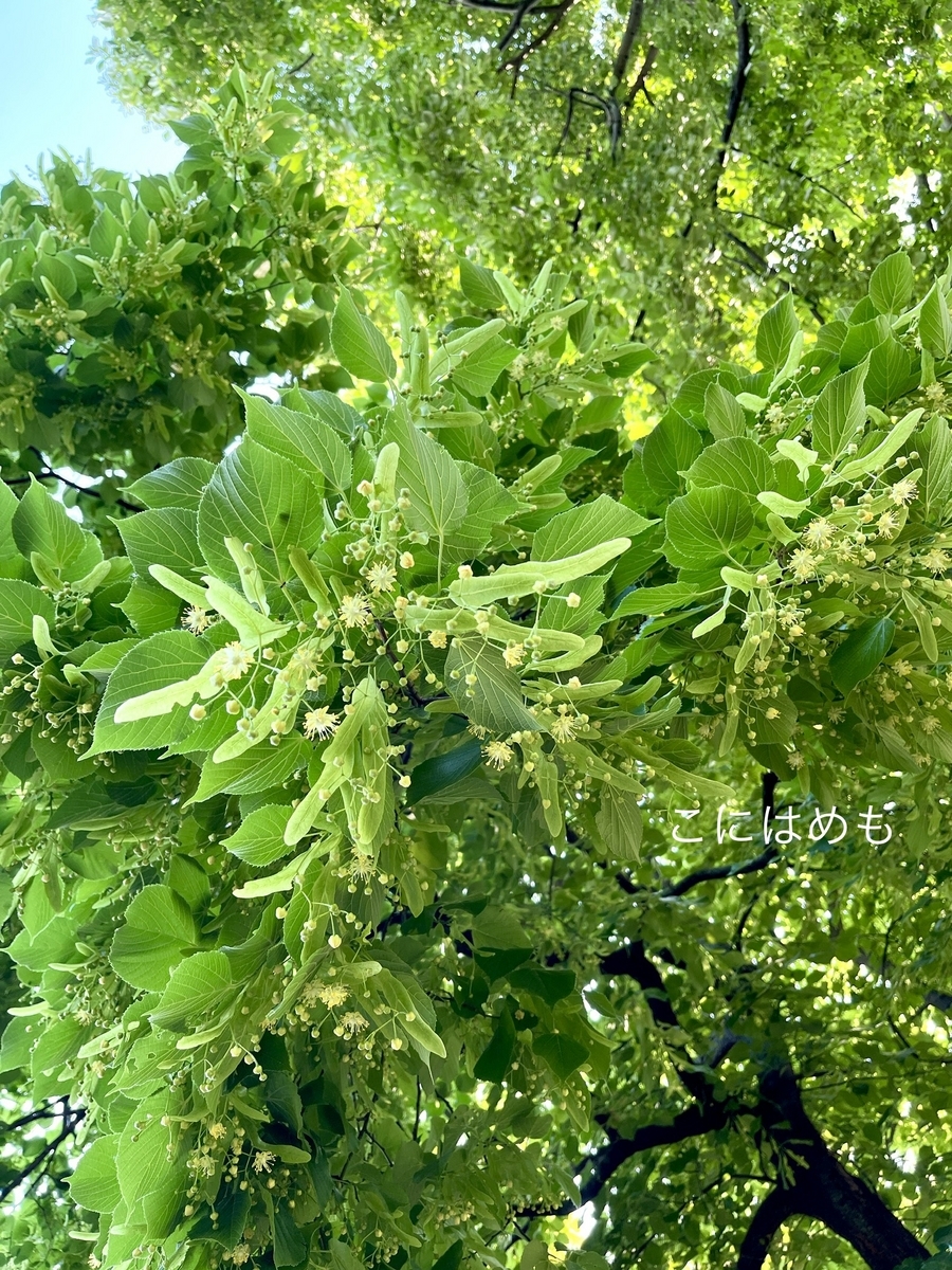 ブダペストの菩提樹のお花。