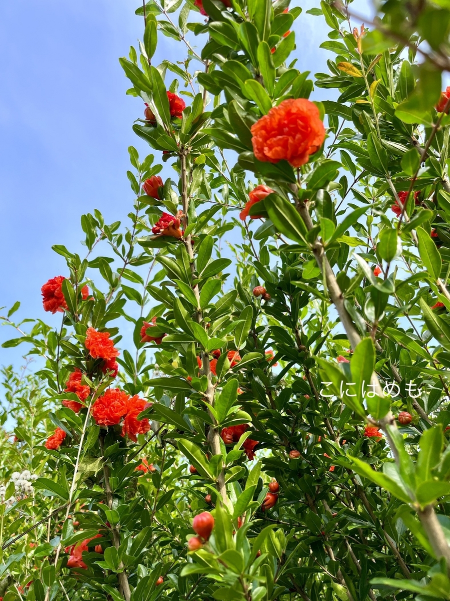 真夏の「ザクロ」のお花。