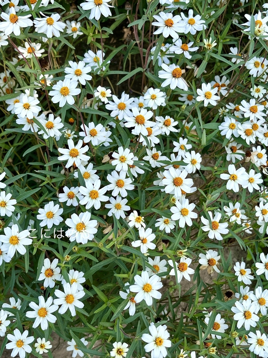 まだまだ夏のブダペスト。