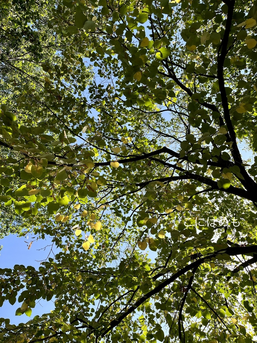 木陰の下は涼しい9月。