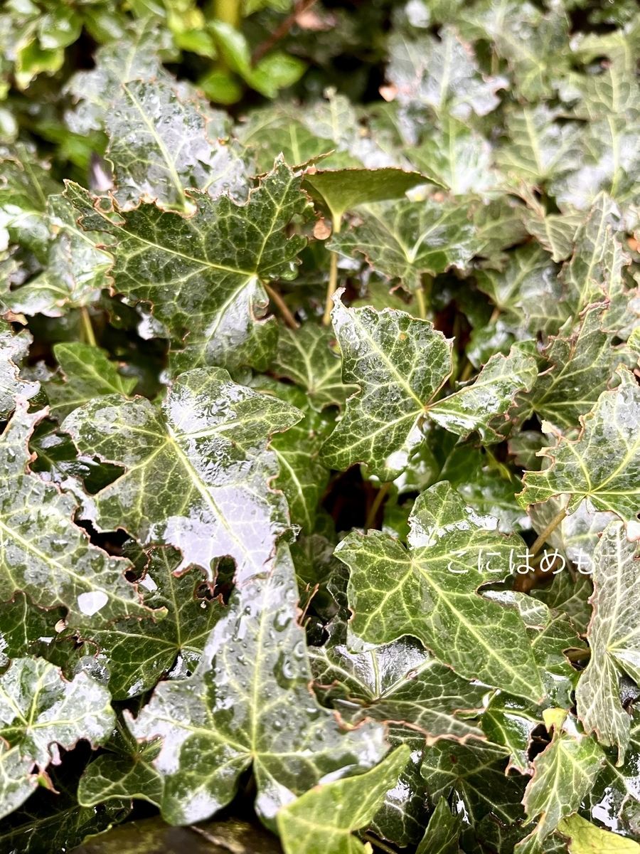 雨模様のブダペスト。