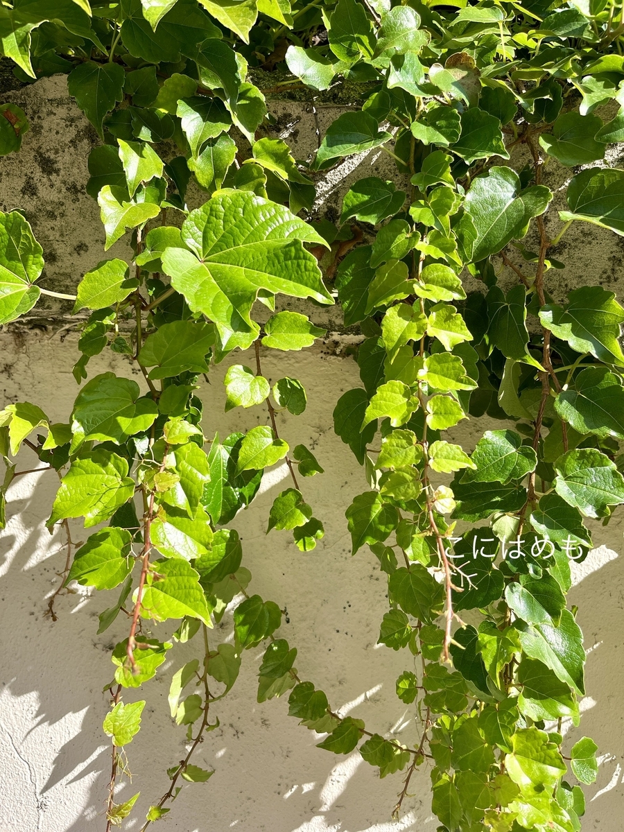 秋晴れのブダペスト。