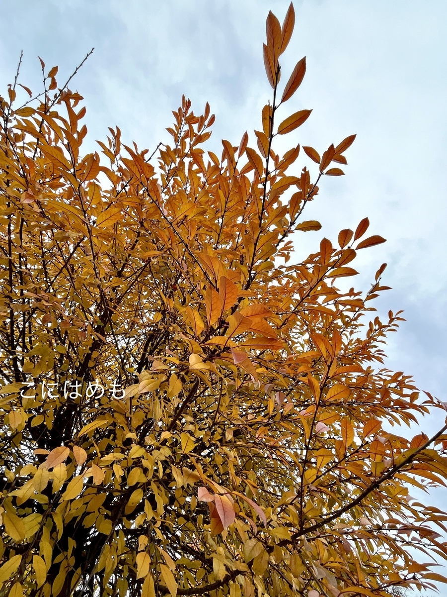 ブダペストの曇り空と紅葉。