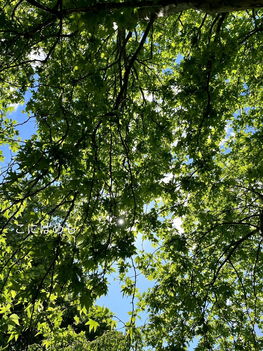 初夏の日差しと木陰。