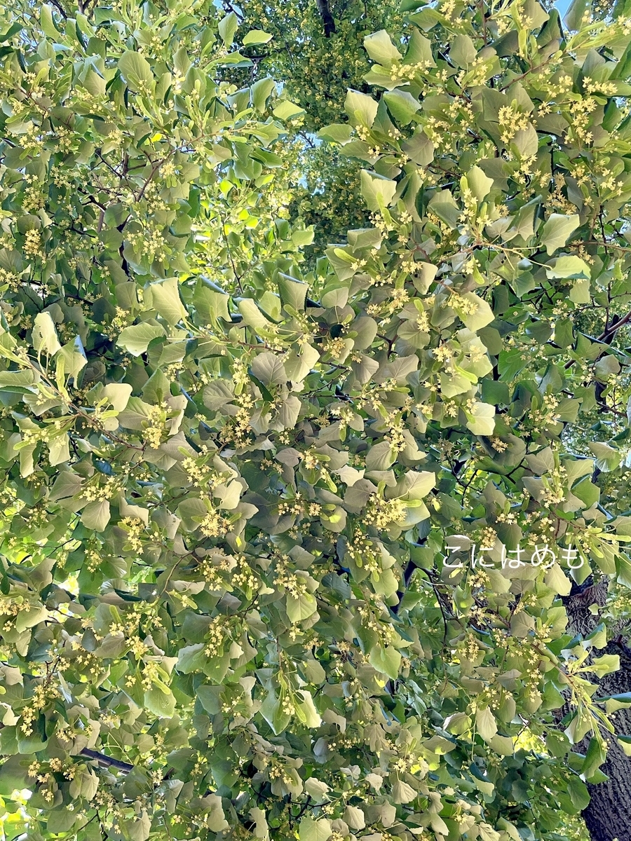 ブダペストで満開の「菩提樹」のお花。