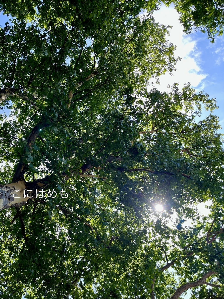 ハンガリーにも夏到来！木陰で避暑。