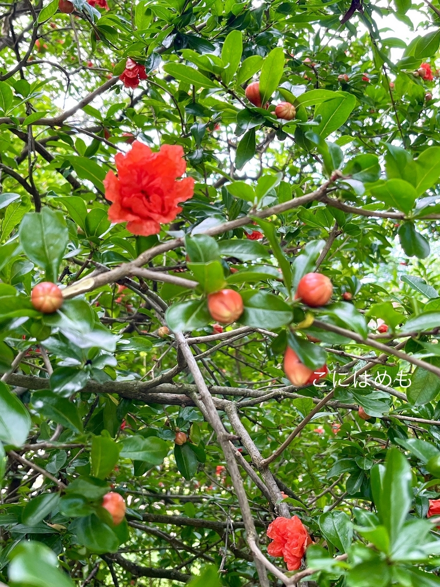 常夏ハンガリーのザクロのお花。