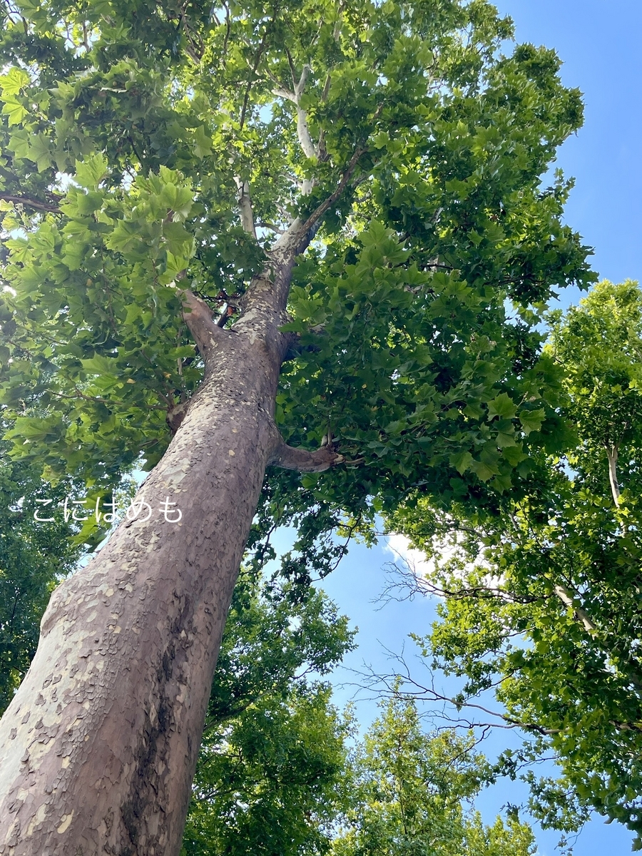 常夏のハンガリー。