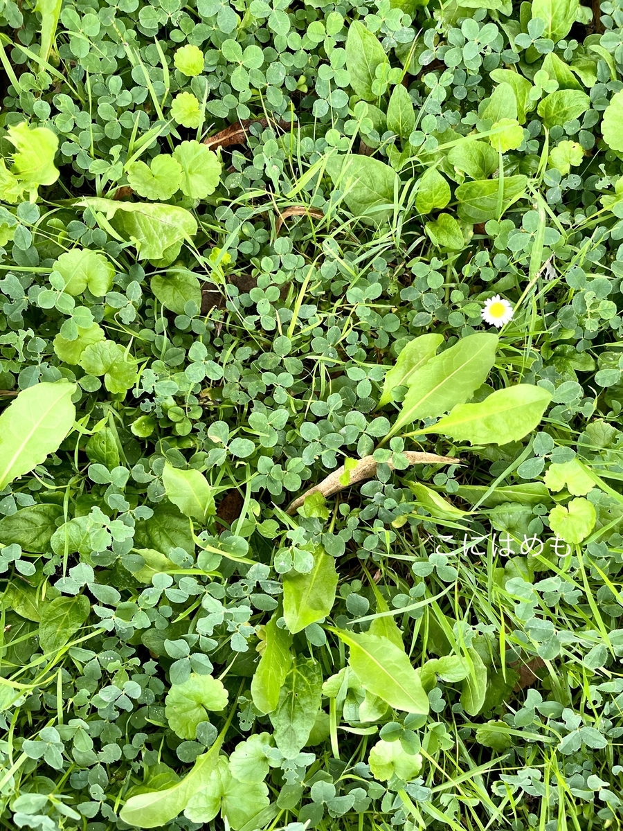 ブダペスト真夏の朝の植物。