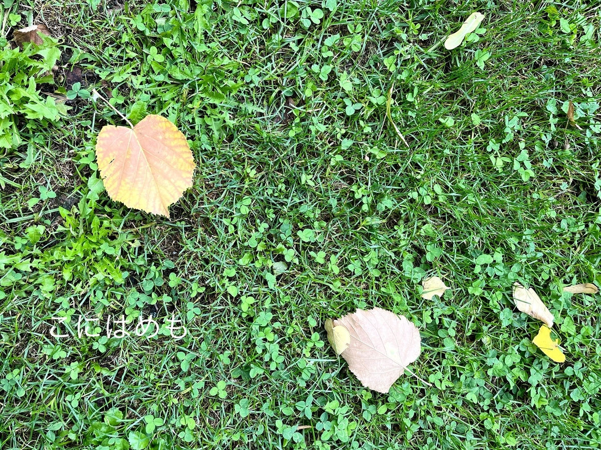 落ち葉が増えそうな雨模様のブダペスト。