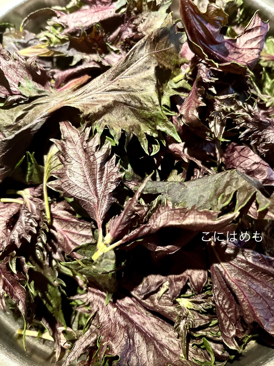 赤しその葉をきれいに洗う。