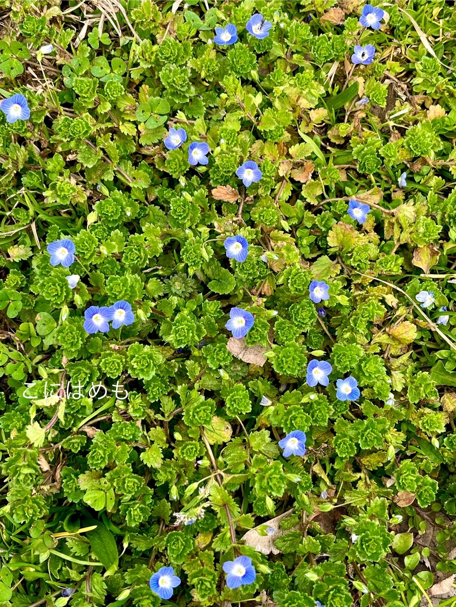 春を通り越して、夏のような陽気のハンガリー。