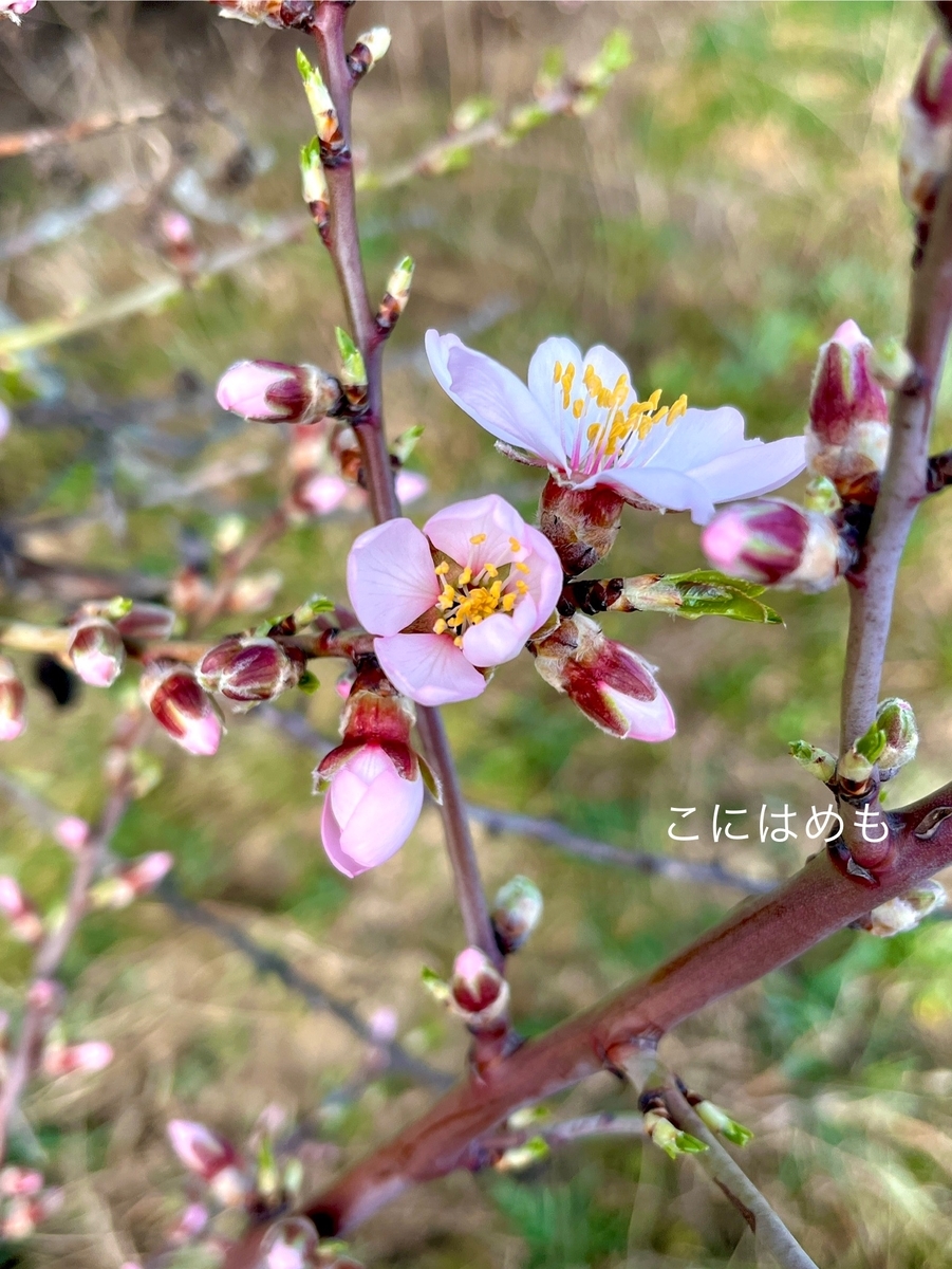アーモンドのお花が咲くブダペスト。