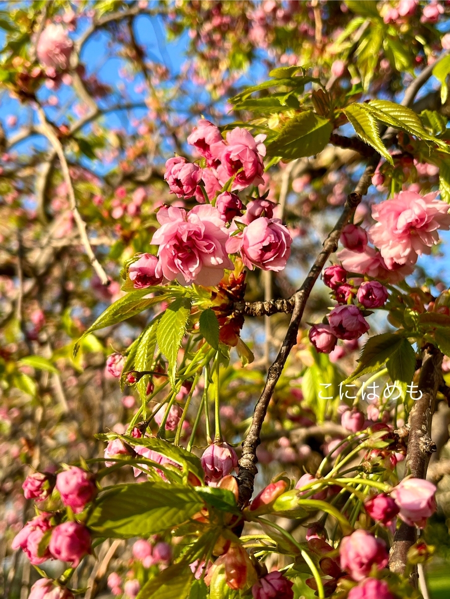 開花するブダペストの桜。