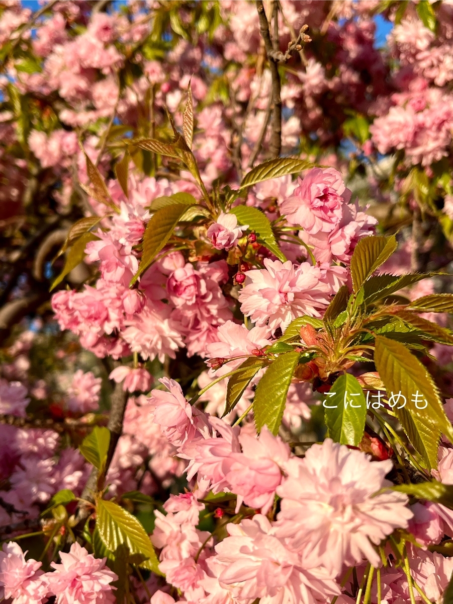 葉桜が咲くブダペスト。
