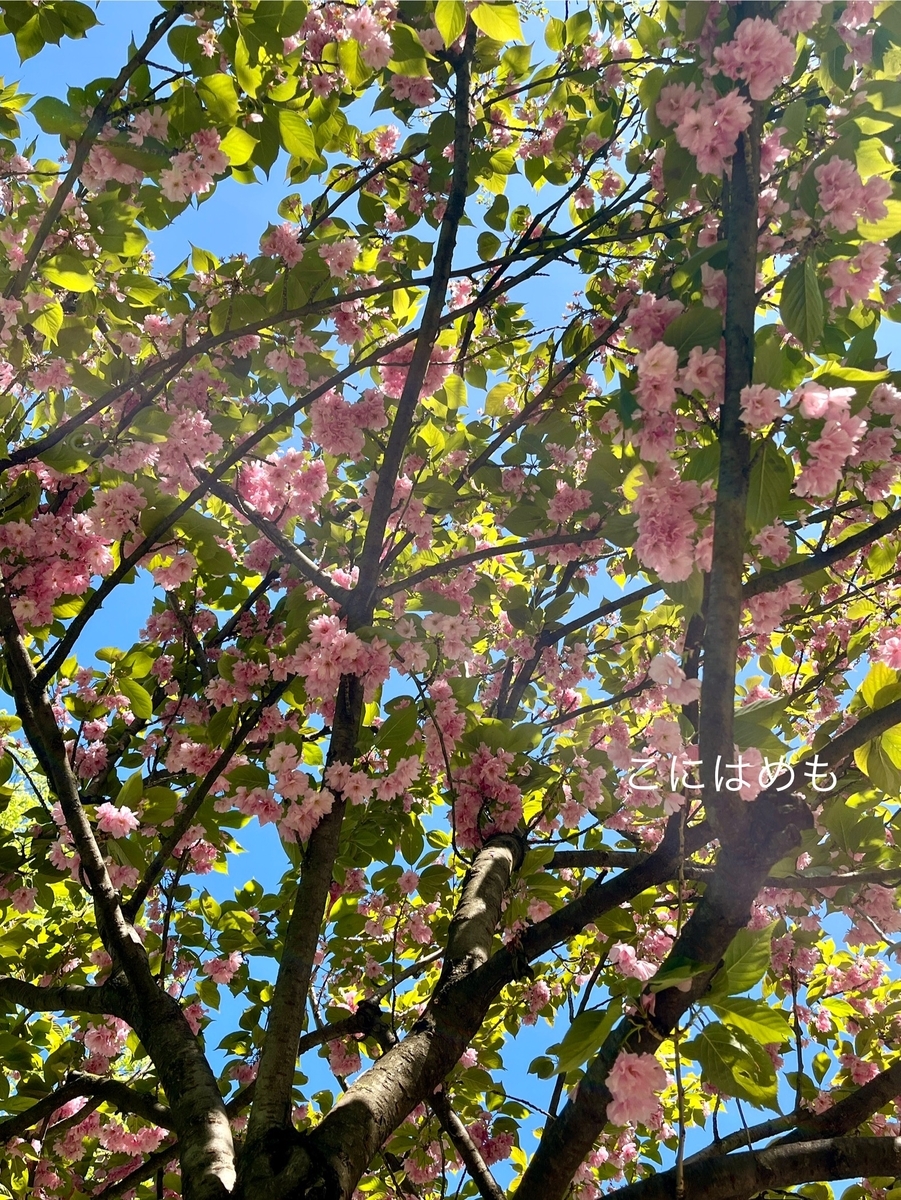 今が一番過ごしやすい季節、ブダペストの桜。