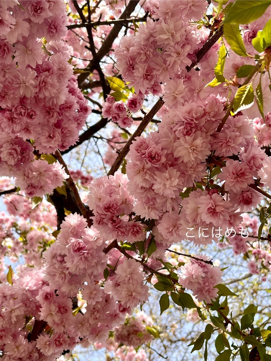 今が一番過ごしやすい季節、ブダペストの桜。