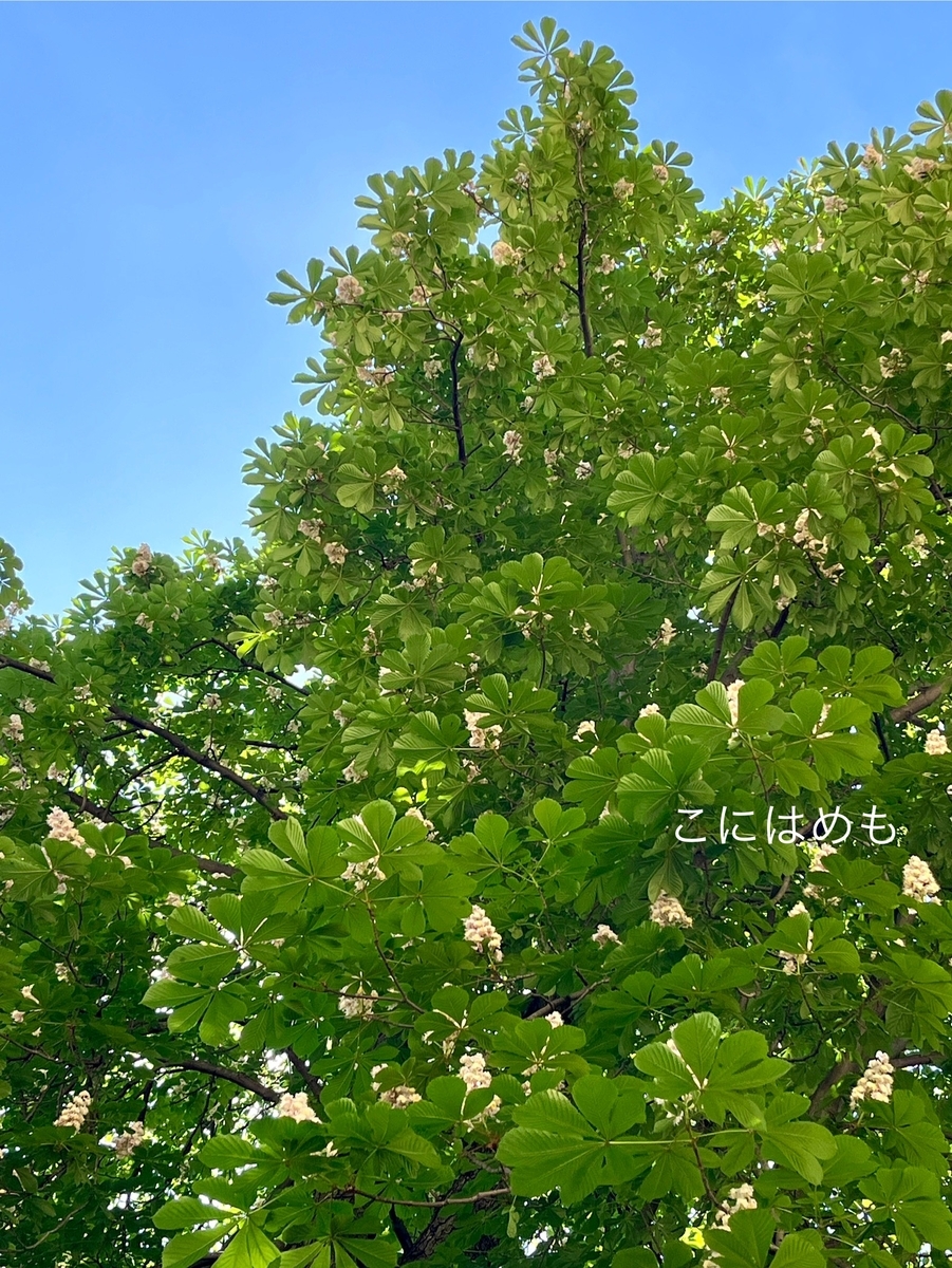 新緑とお花の咲くマロニエ。