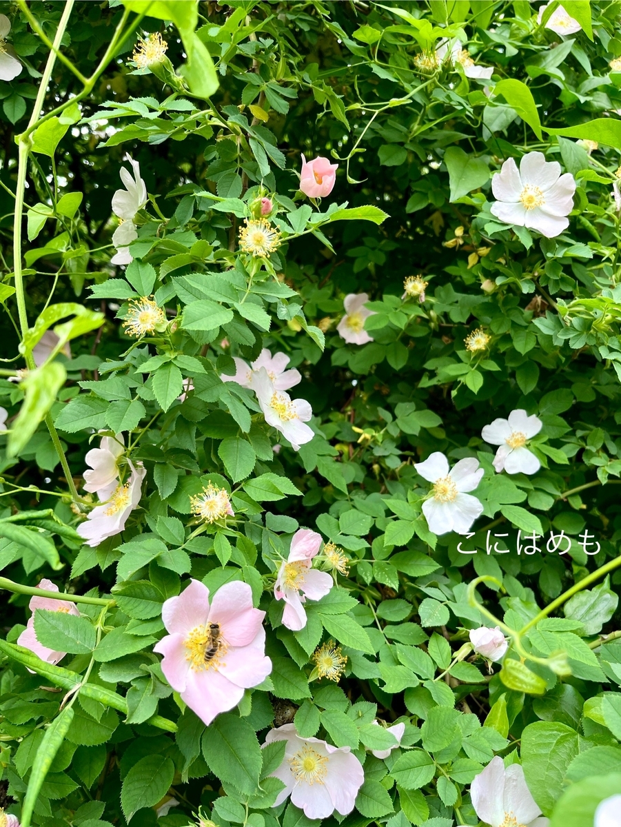 ブダペストの新緑とローズヒップのお花。
