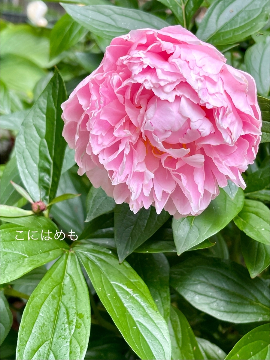 ペンテコステの時期に咲く「芍薬」Pünkösdi rózsa:プンクシュディ ロージャ