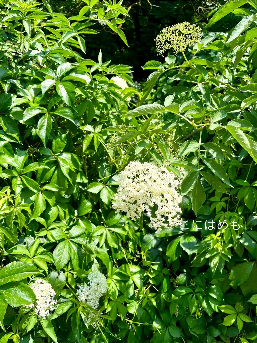 ブダペストに咲く「エルダーフラワー」