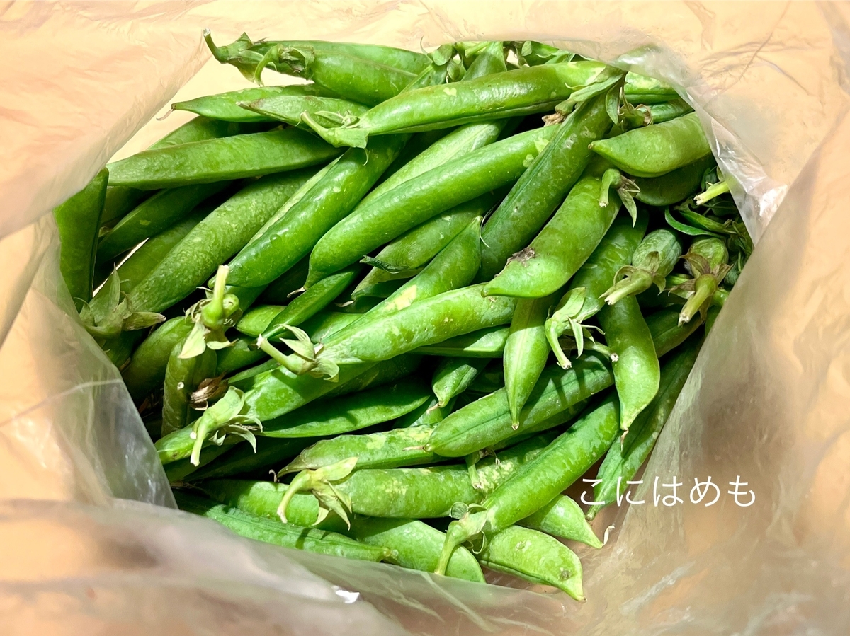 えんどう豆の鞘から実を取り出して、冷凍保存する。