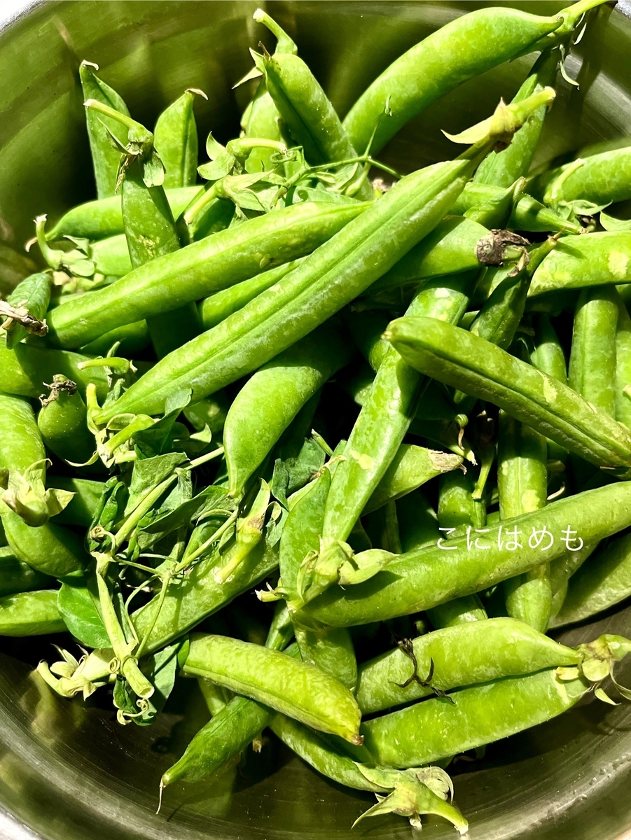 えんどう豆の鞘から実を取り出して、冷凍保存する。