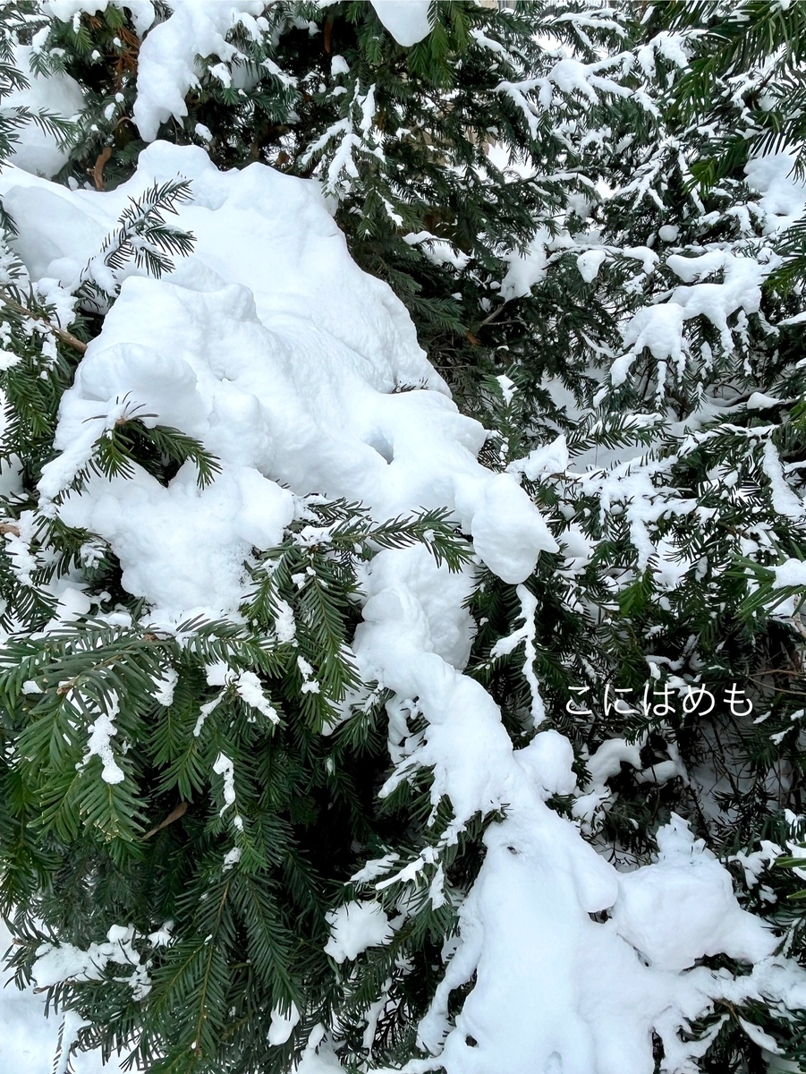 すっかり雪が積もり、真冬のブダペスト。