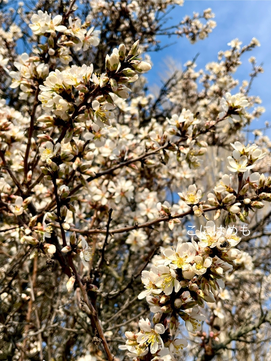 アーモンドのお花が開花してきたブダペスト。