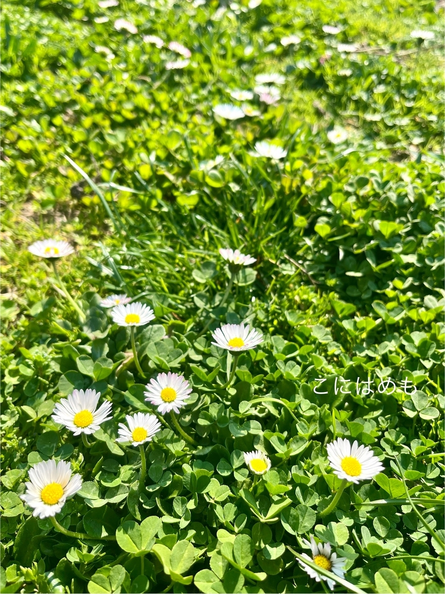 青々とした緑と春らしくなってきたハンガリー。
