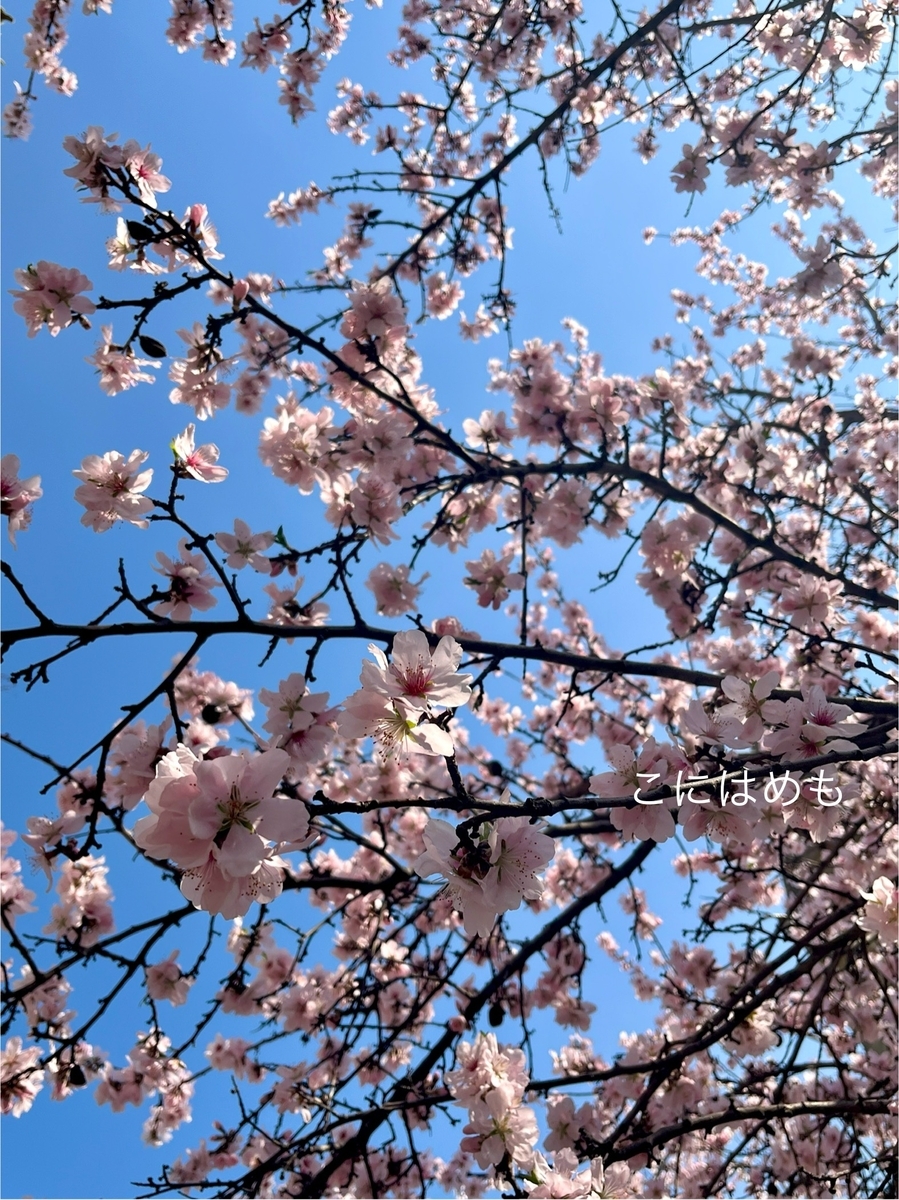 春らしいお天気とともに開花したアーモンドのお花。
