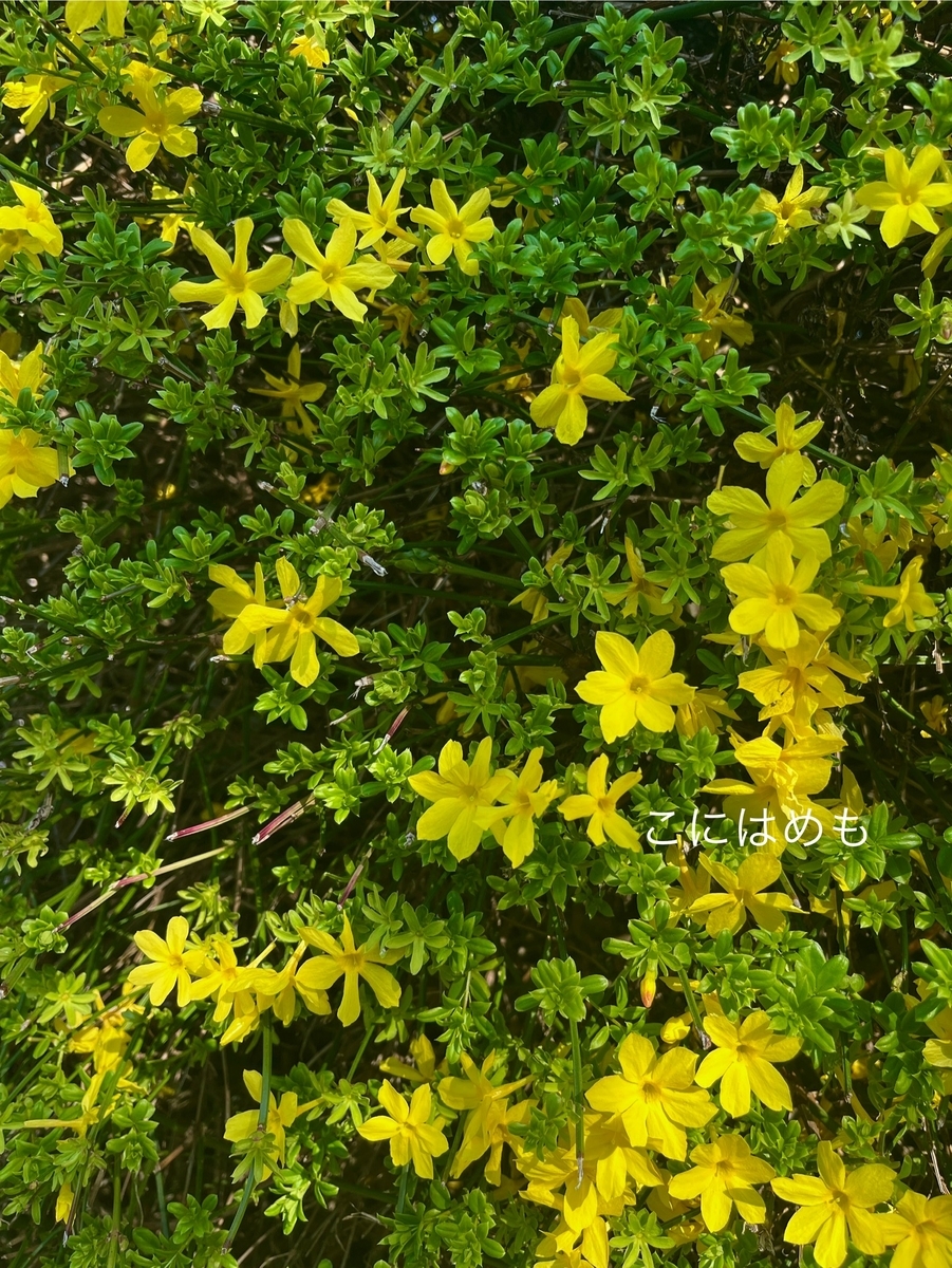 モクレン科の鮮やかな黄色いお花「Jasminum fruticans：ジャスミン フルティカンス」