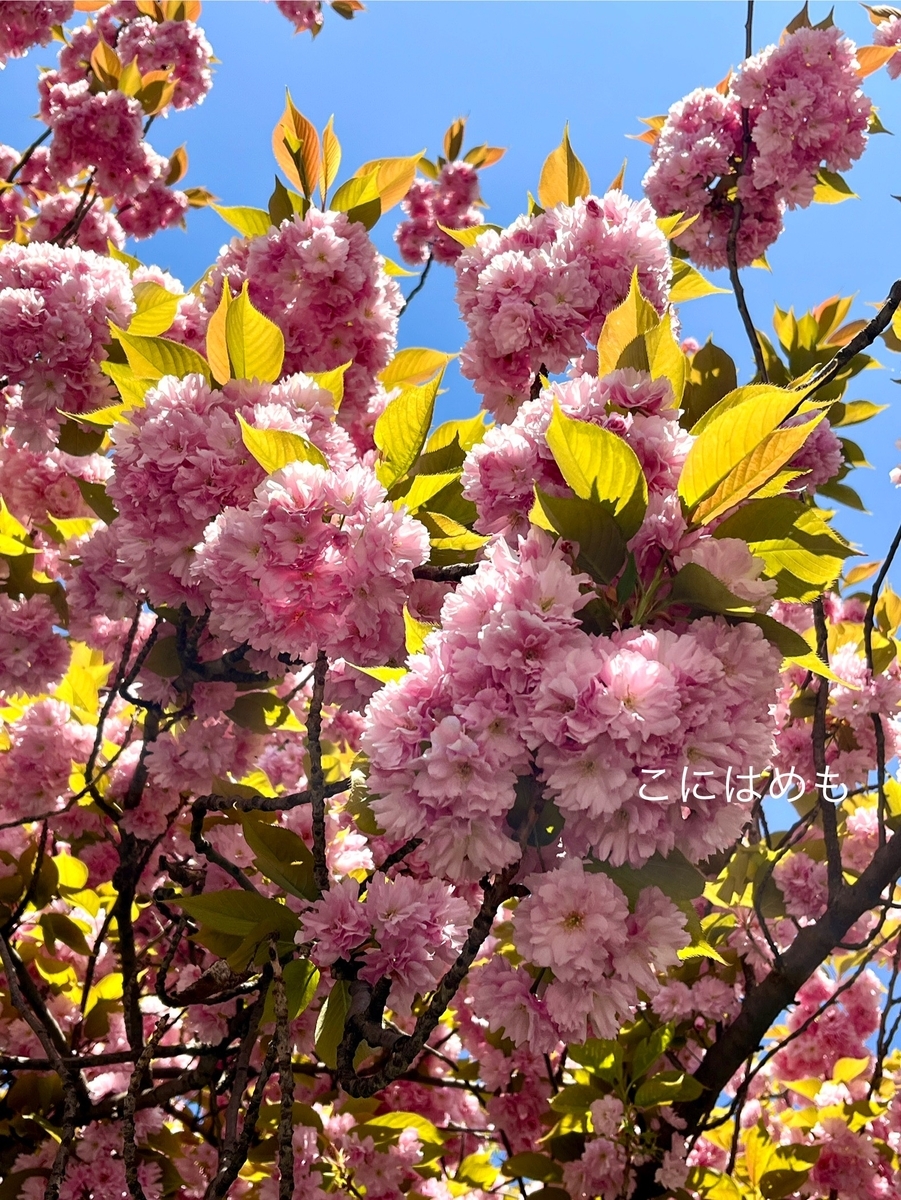 八重桜が満開のブダペスト。
