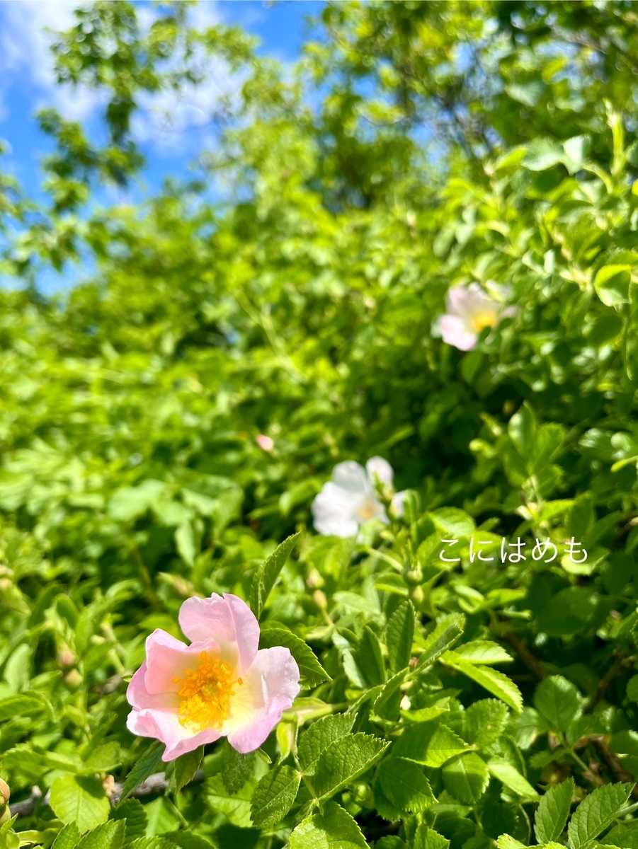 澄み切った青空がきれいな5月のブダペスト。