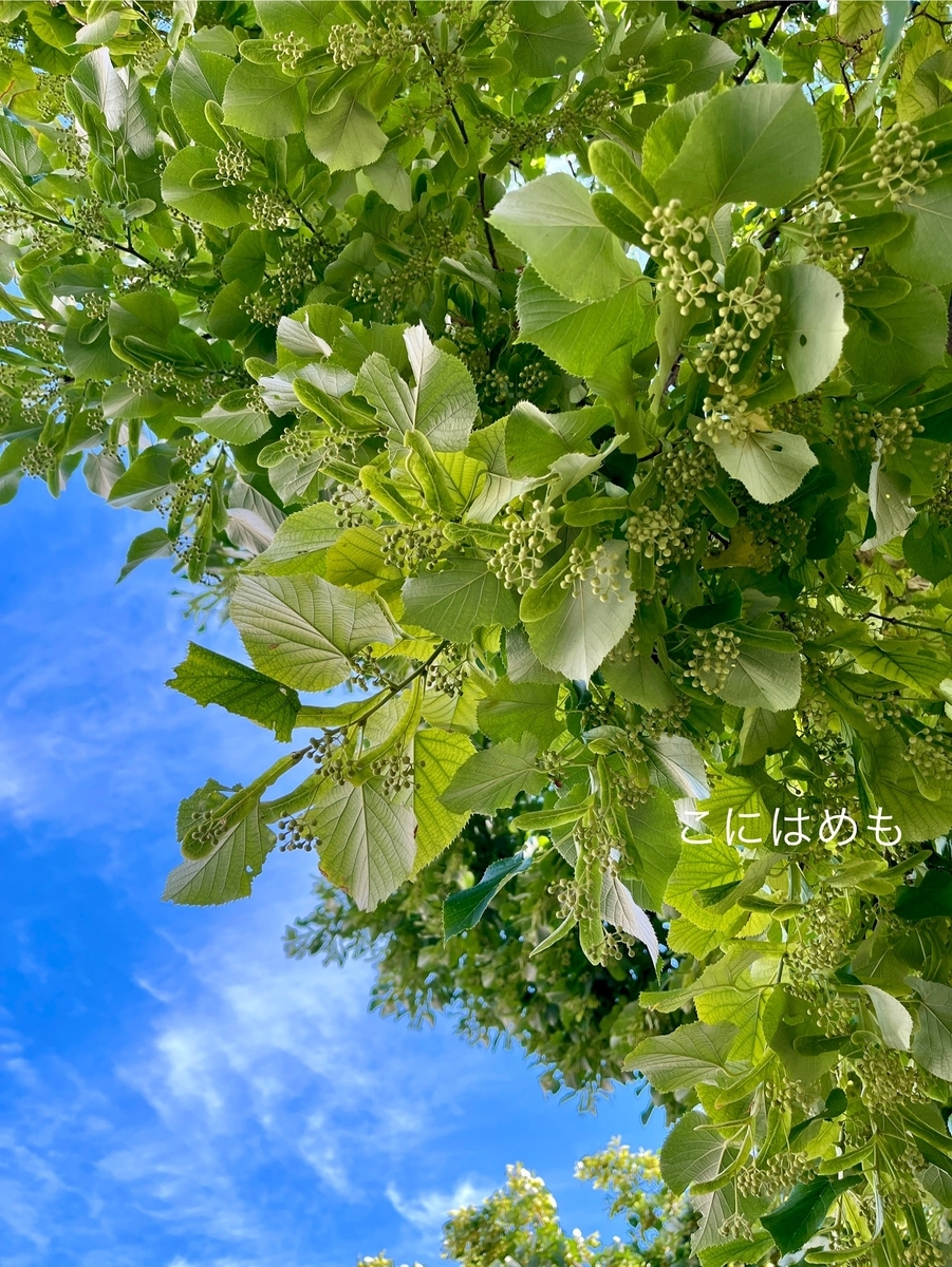 ハンガリーで咲き始める「菩提樹」のお花。