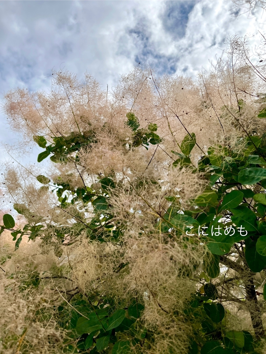 ふわふわっとした煙のような植物「スモークツリー」