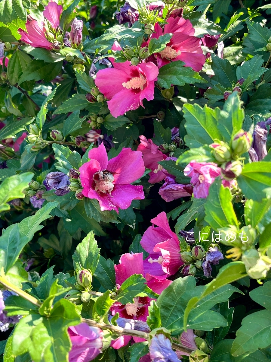 朝から花粉まみれで働く蜂さん。
