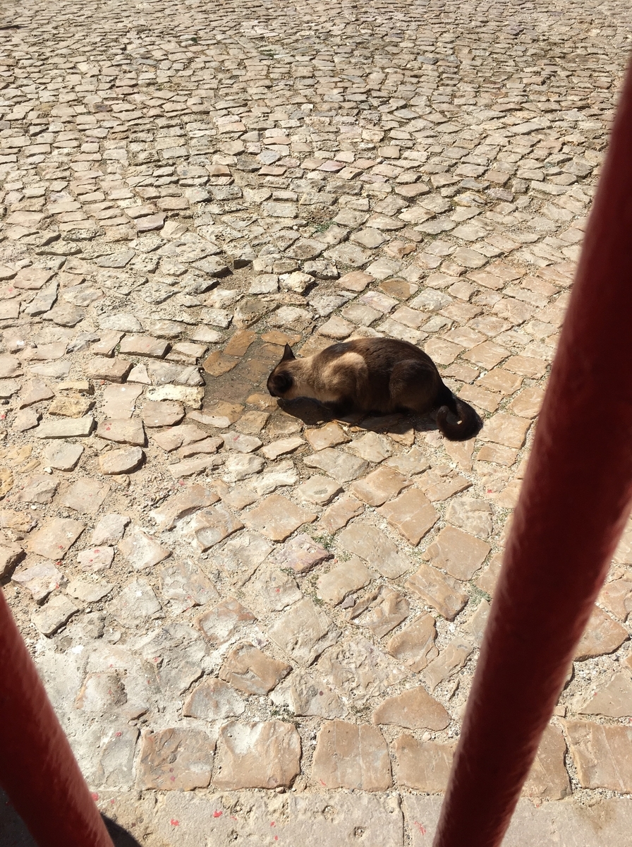 f:id:kooginocorgi:20210407111809j:plain