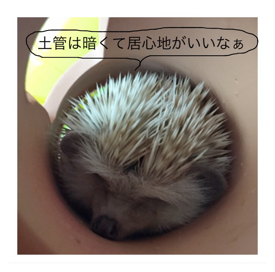 f:id:koonaa12:20170709202700j:plain f:id:koonaa12:20170709202700j:plain