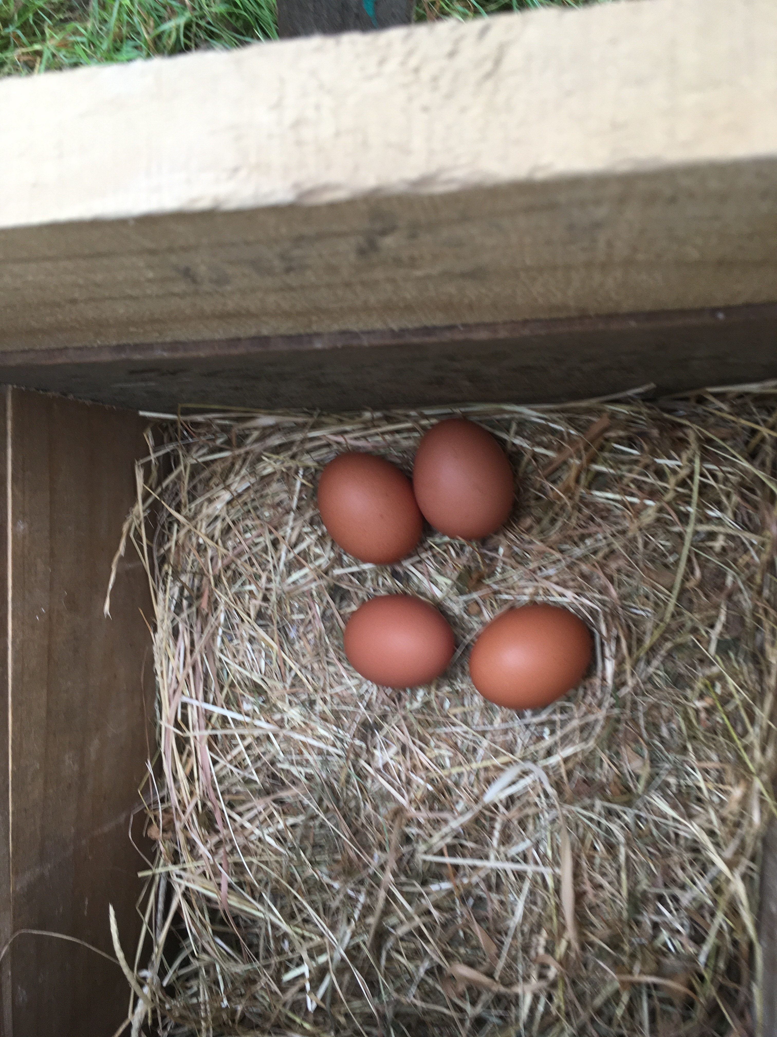 f:id:koonkayu:20190421081616j:image f:id:koonkayu:20190421081616j:image