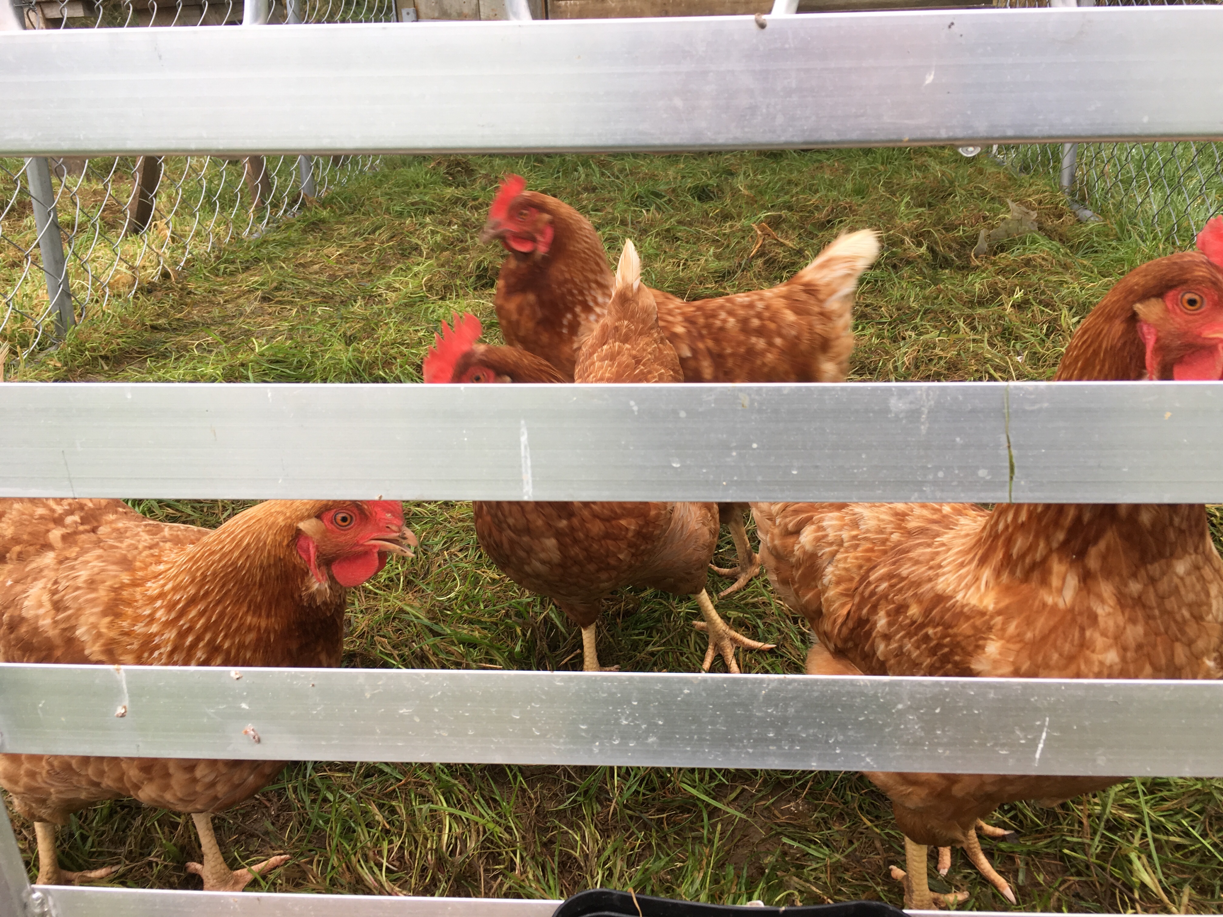 f:id:koonkayu:20190421081632j:image f:id:koonkayu:20190421081632j:image