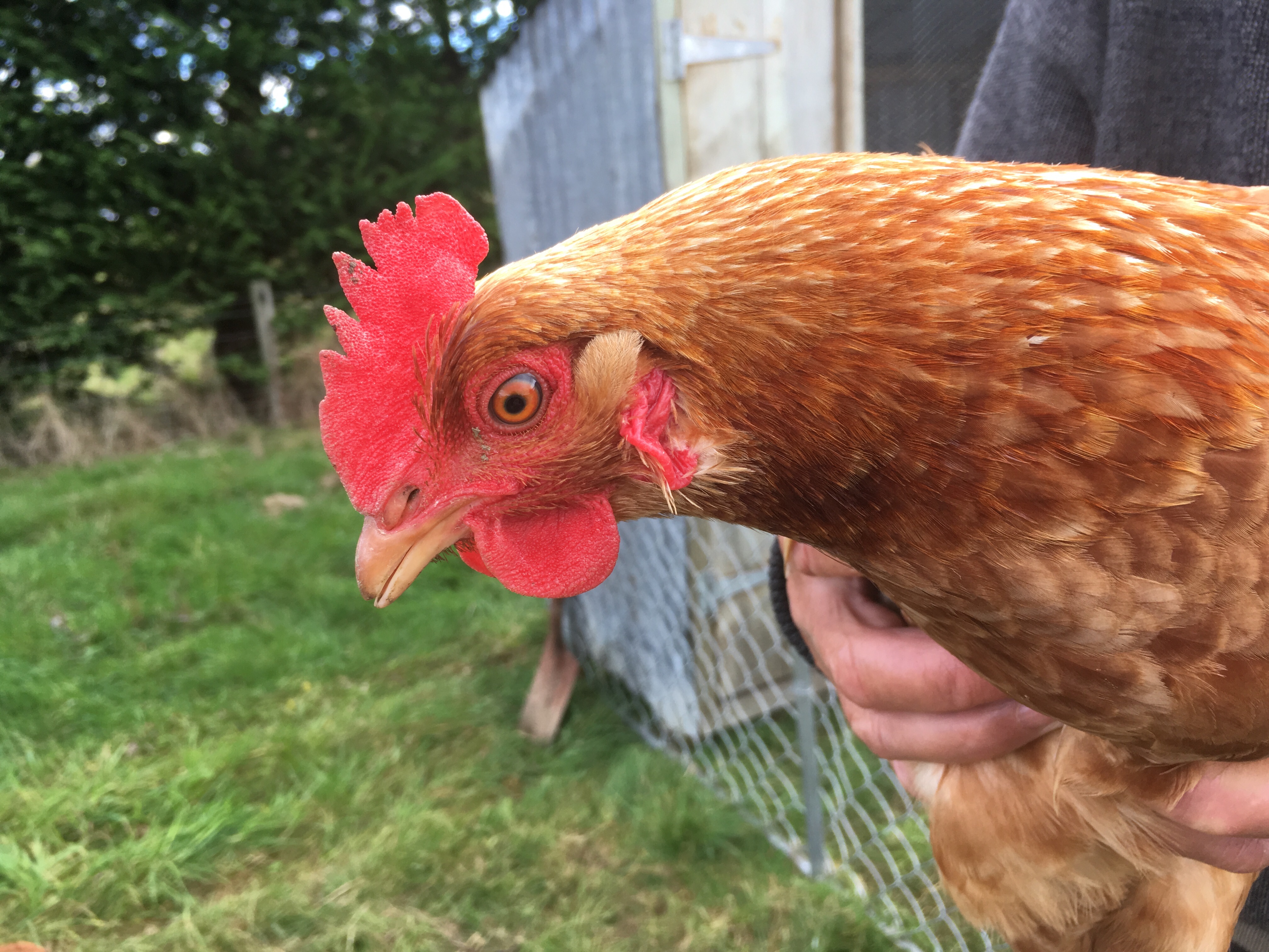 f:id:koonkayu:20190425122939j:image f:id:koonkayu:20190425122939j:image