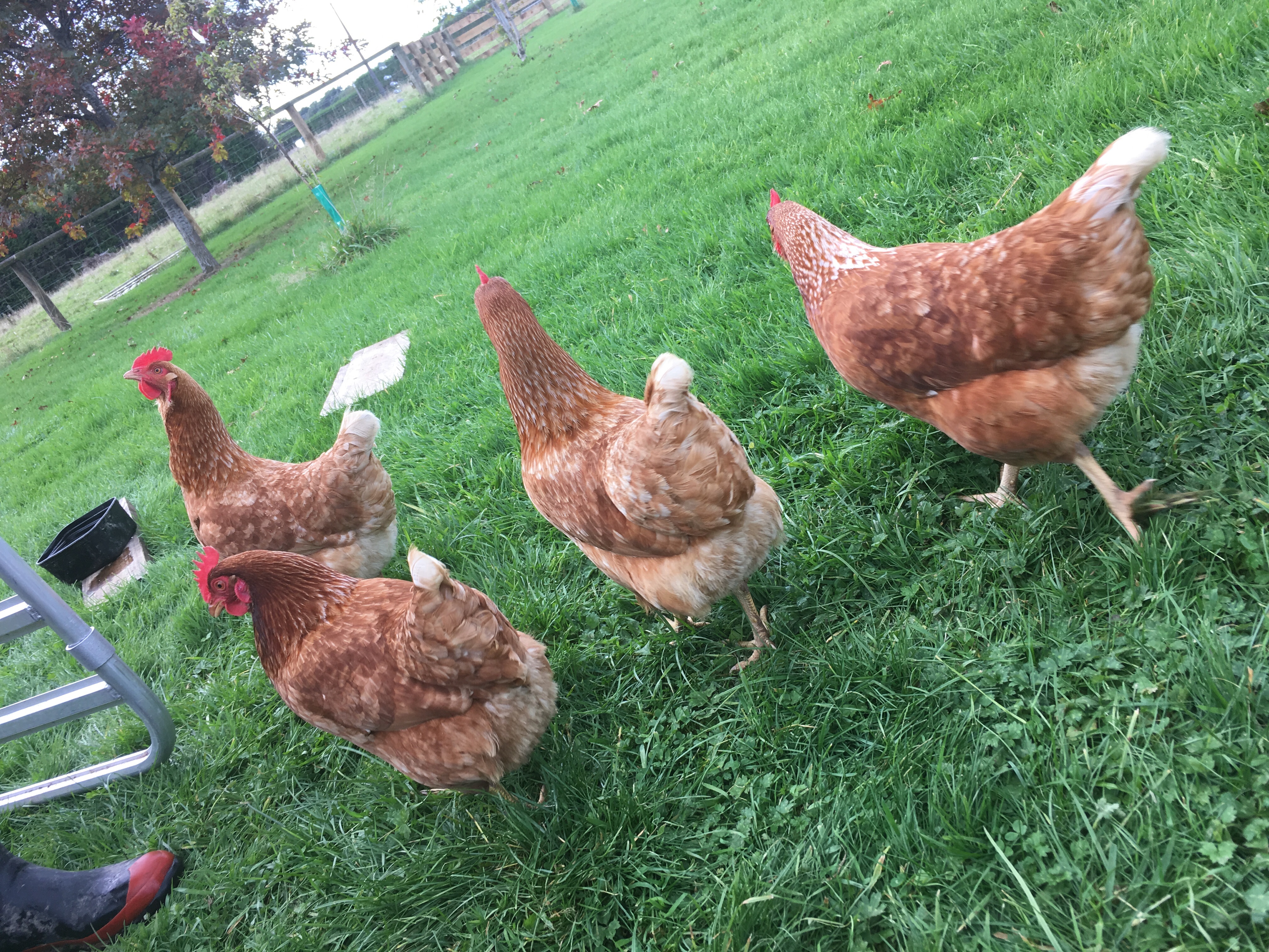 f:id:koonkayu:20190425122951j:image f:id:koonkayu:20190425122951j:image