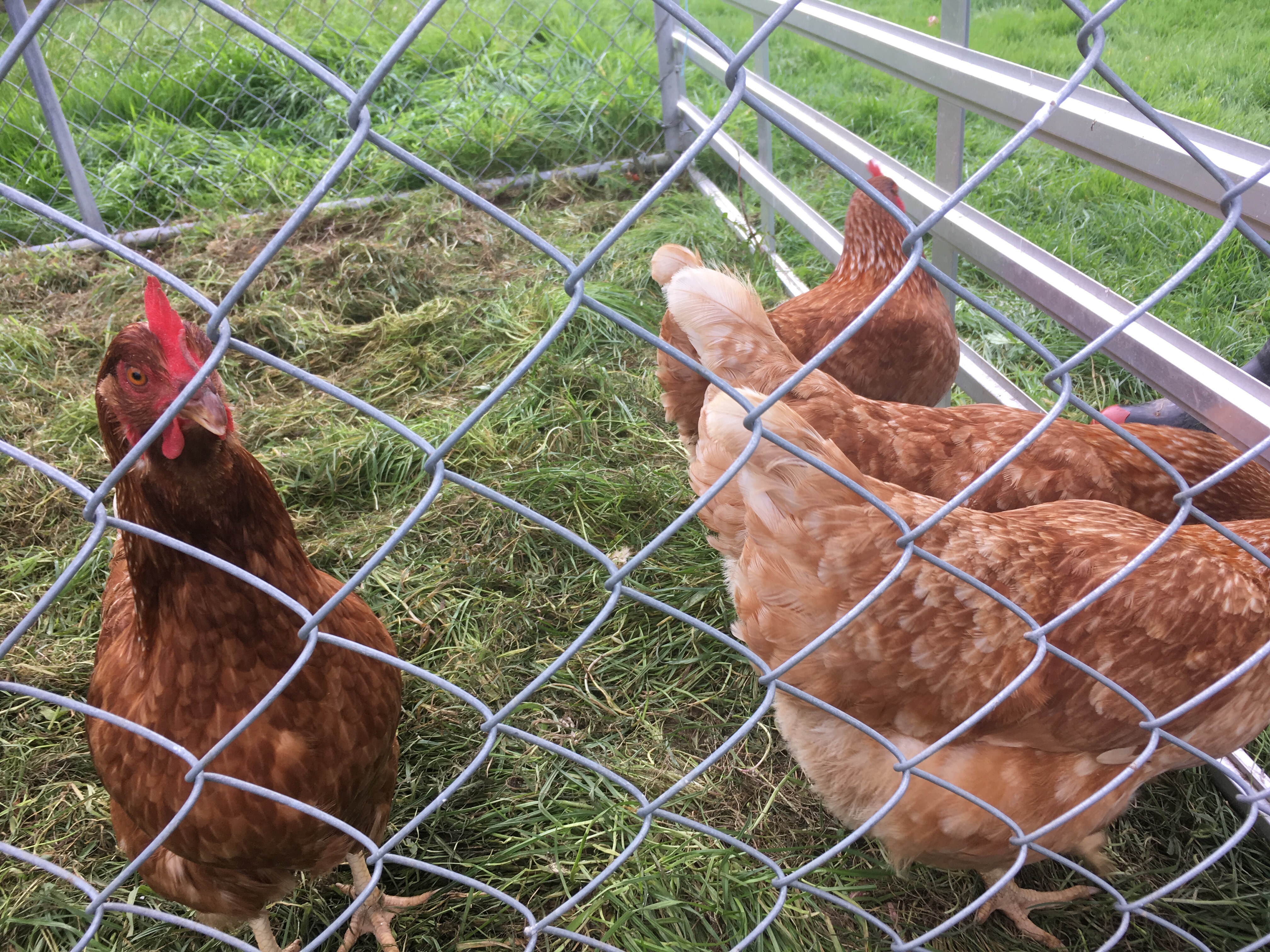 f:id:koonkayu:20190425123003j:image f:id:koonkayu:20190425123003j:image