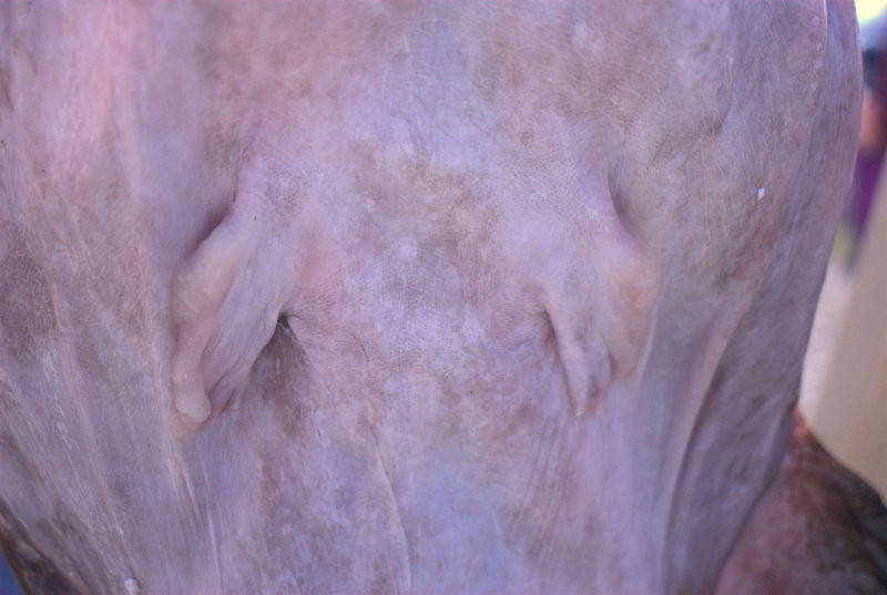 f:id:koonya:20121013112447j:image f:id:koonya:20121013112447j:image