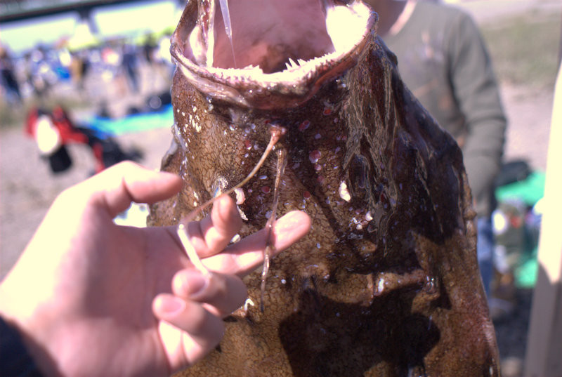 f:id:koonya:20121013112600j:image f:id:koonya:20121013112600j:image