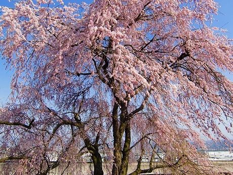 f:id:koorinohotapi:20110415165617j:image f:id:koorinohotapi:20110415165617j:image