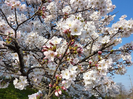 f:id:koorinohotapi:20110415170410j:image f:id:koorinohotapi:20110415170410j:image