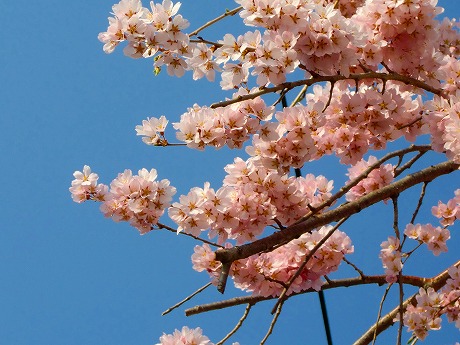 f:id:koorinohotapi:20110415170624j:image f:id:koorinohotapi:20110415170624j:image