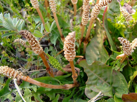 f:id:koorinohotapi:20110415170749j:image f:id:koorinohotapi:20110415170749j:image